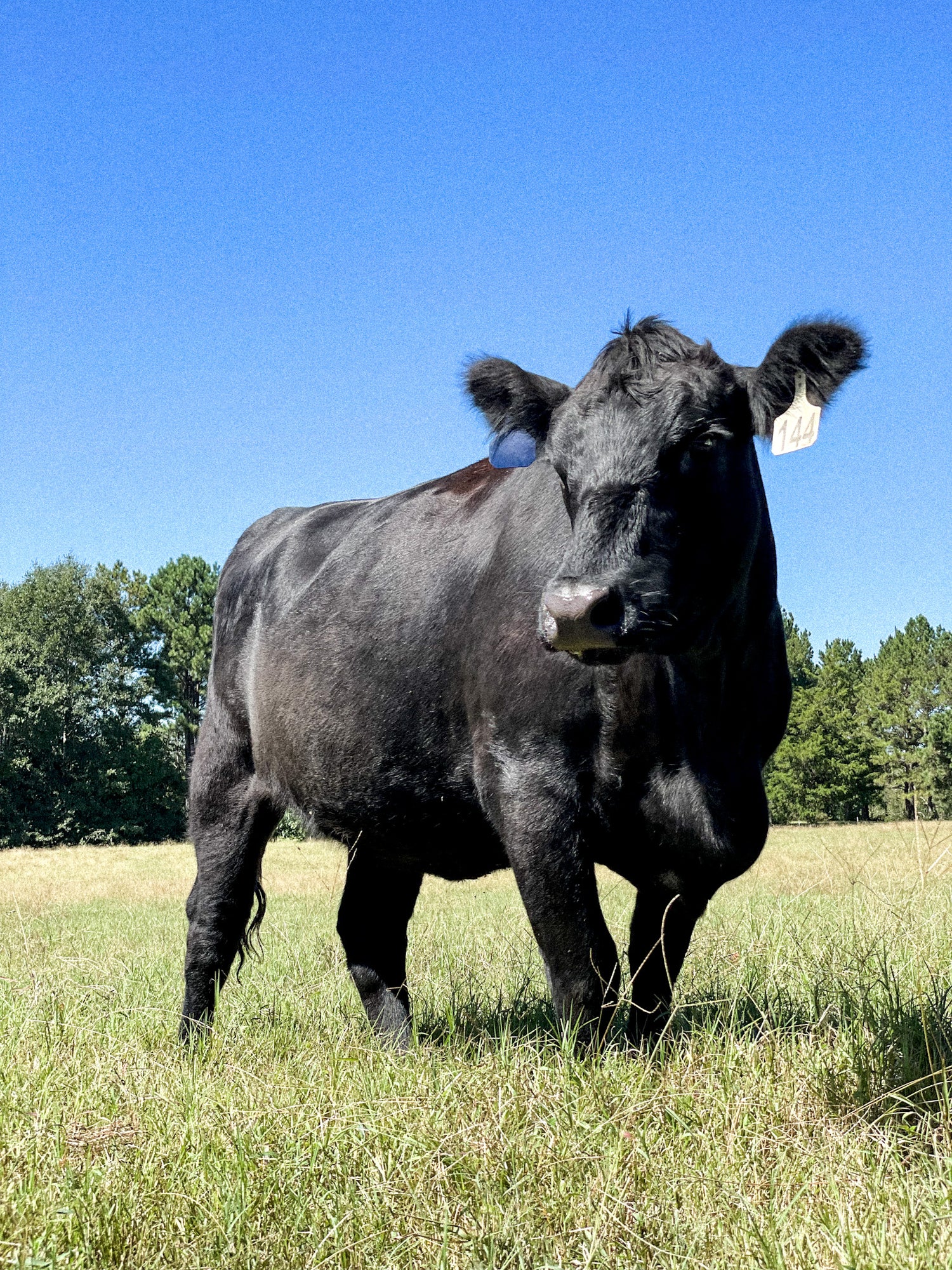 Collections Walters Farms